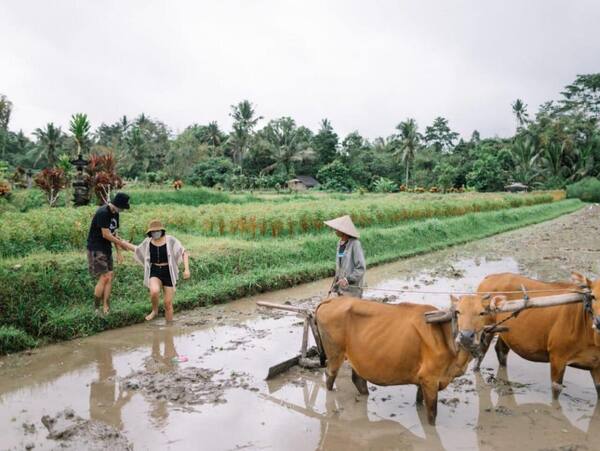 Desa Wisata Pinge, Tabanan: Kampung Bali Lama di Antara Sawah Marga