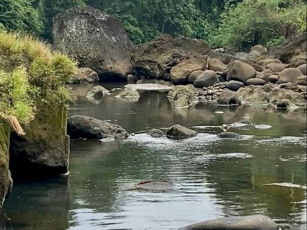 Desa Wisata Tista, Kerambitan: Sawah Sunyi dan Tari Andir Tabanan