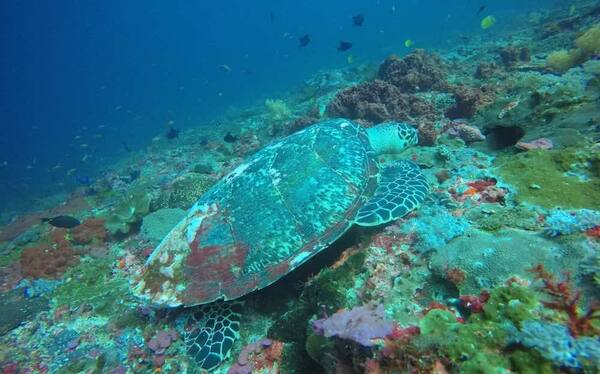 Gamat Bay, Nusa Penida: Snorkeling Jernih Tanpa Keramaian Crystal Bay