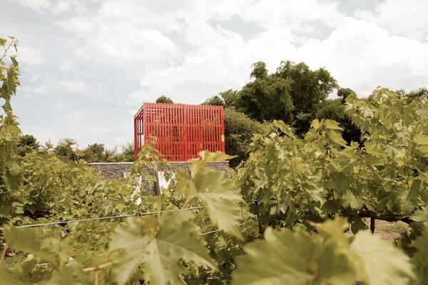Hatten Wines Sanur: Wine Tasting Anggur Bali di The Cellardoor, Kilang Anggur Pertama Pulau Dewata