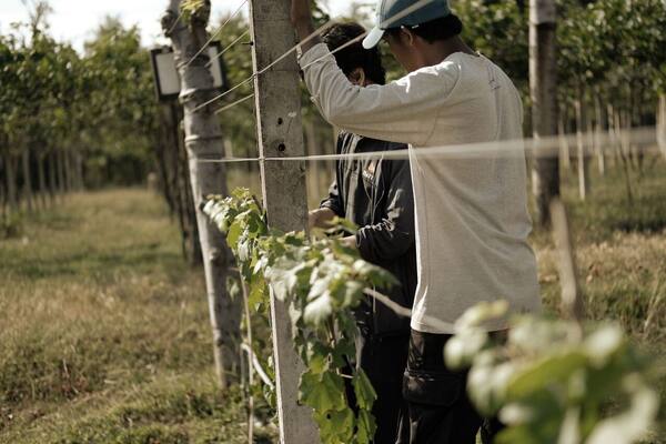 Hatten Wines Sanur: Wine Tasting Anggur Bali di The Cellardoor, Kilang Anggur Pertama Pulau Dewata