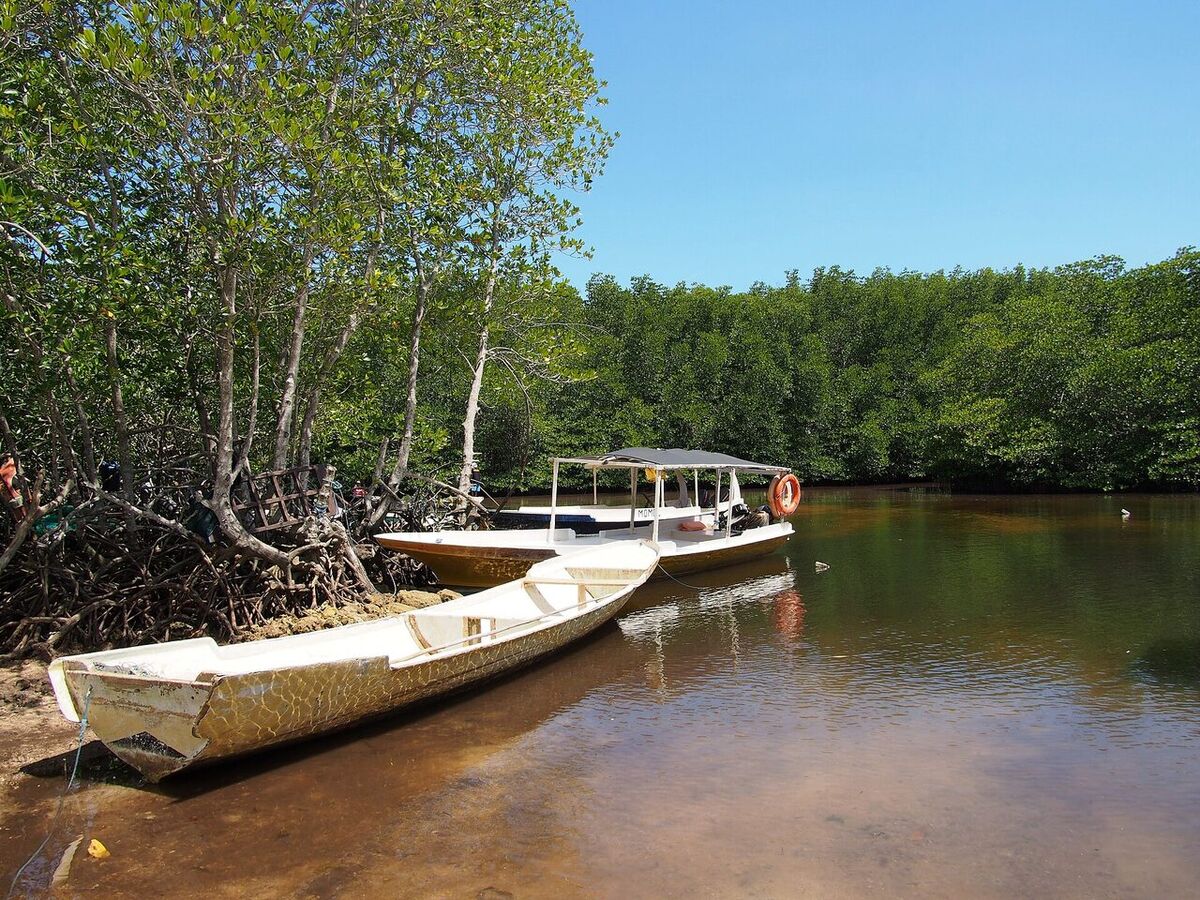 Nusa Lembongan Mangrove Forest: The Island's Quiet, Shaded Side