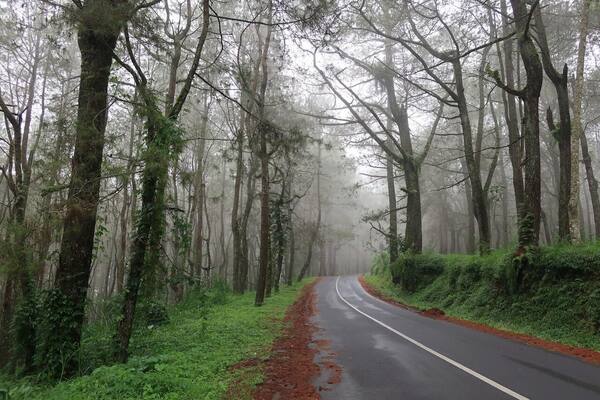 Glagalinggah Pine Forest, Kintamani: Tickets, Hours and Morning Fog