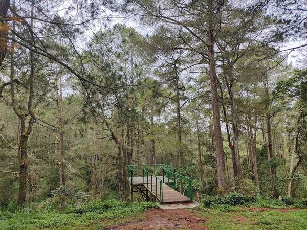 Hutan Pinus Glagalinggah Kintamani: Tiket, Jam Buka, dan Kabutnya