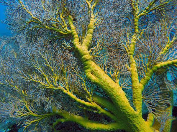 Japanese Shipwreck Amed: Snorkeling Bangkai Kapal Karam WWII di Tepi Pantai