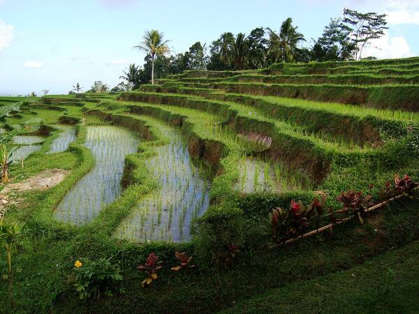 Jatiluwih: Sawah Terasering Subak Warisan UNESCO di Tabanan