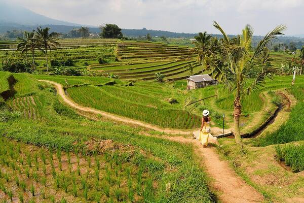 Jatiluwih: Sawah Terasering Subak Warisan UNESCO di Tabanan