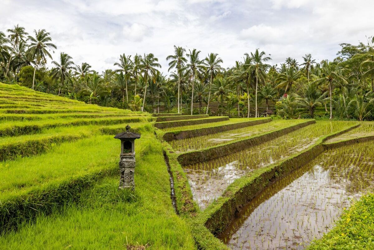 When Does Bali's 2026 Rainy Season Start? BMKG Forecast
