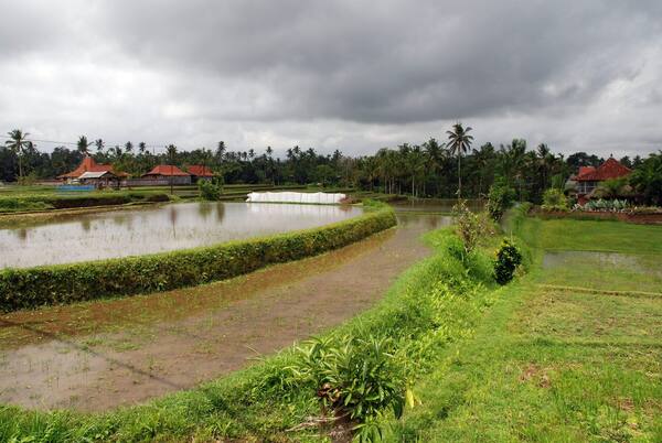 Karsa Spa Ubud: Pijat Tradisional Bali di Tepi Sawah Campuhan