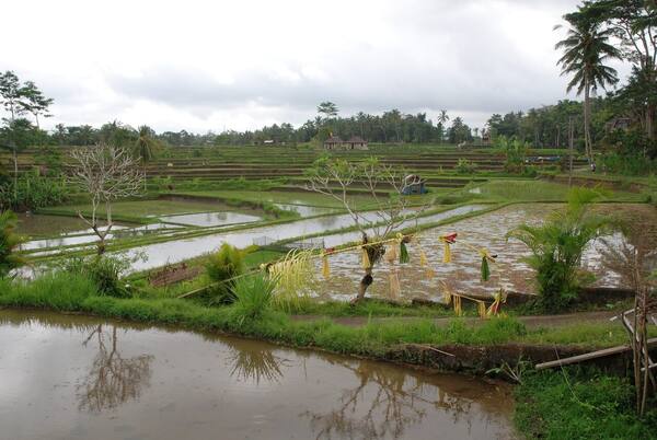 Karsa Spa Ubud: Pijat Tradisional Bali di Tepi Sawah Campuhan