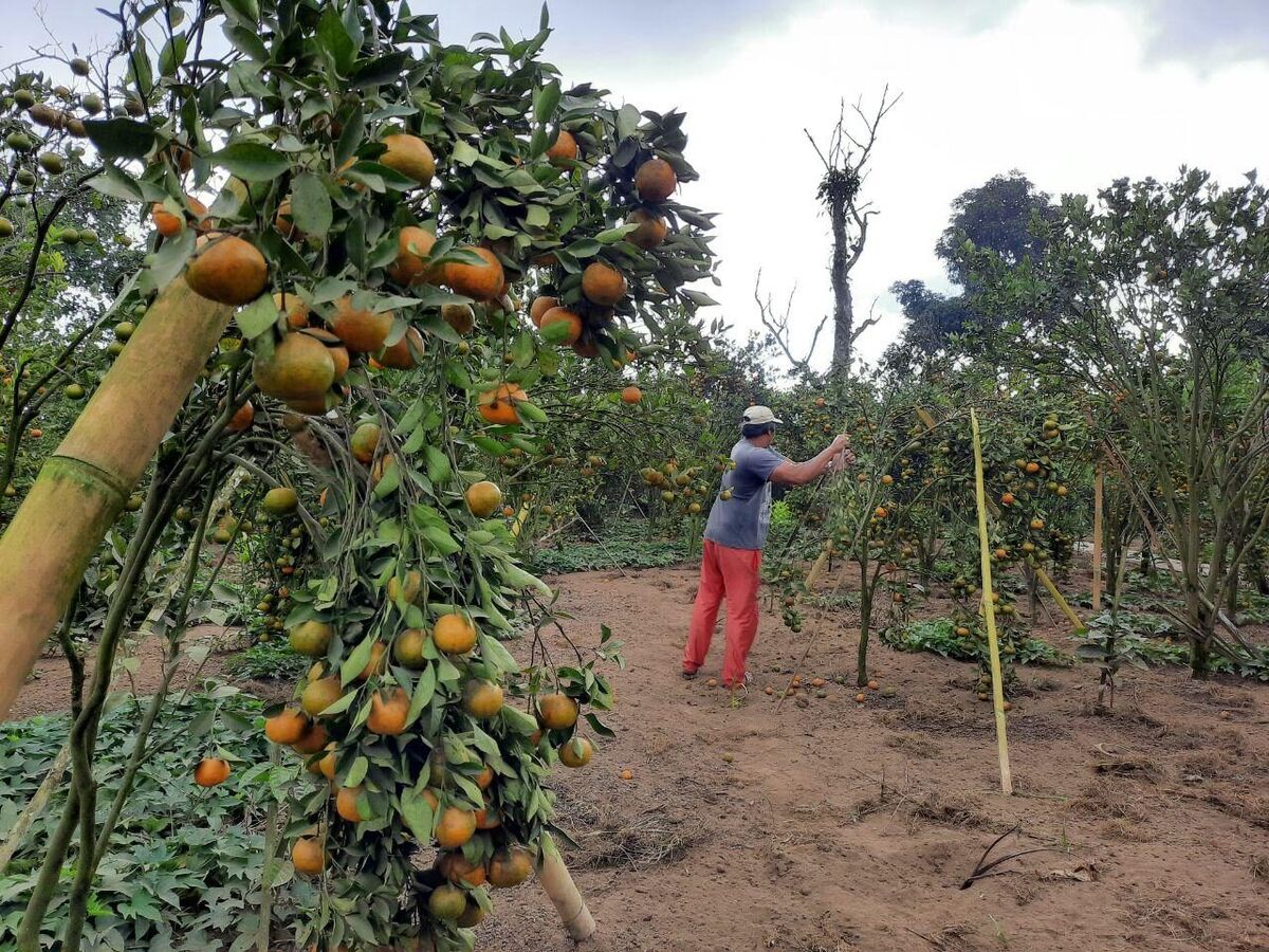 Kintamani Orange Orchards, Bangli: Picking Prices, Route, Quiet Times
