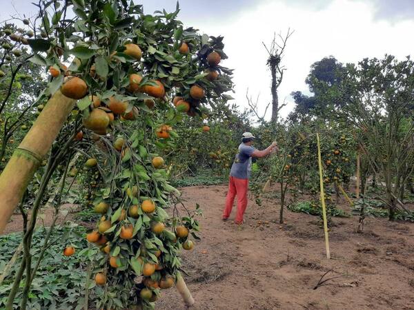 Kintamani Orange Orchards, Bangli: Picking Prices, Route, Quiet Times