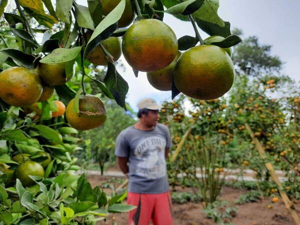 Kebun Jeruk Kintamani Bangli: Harga Petik, Rute, dan Kapan Sepi