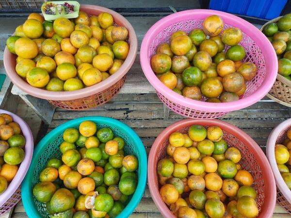 Kebun Jeruk Kintamani Bangli: Harga Petik, Rute, dan Kapan Sepi