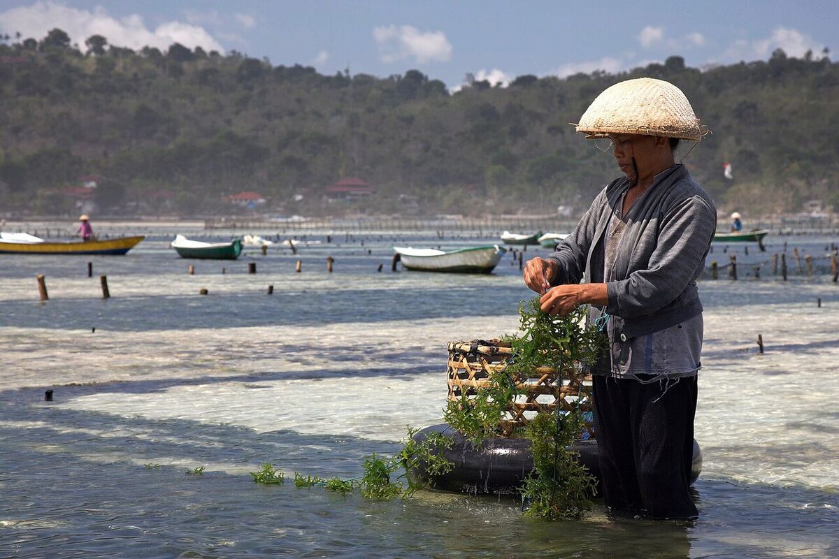 Lembongan Seaweed Farms: Go on Your Own or Take a Tour?