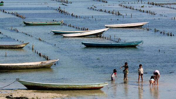 Kebun Rumput Laut Lembongan: Lihat Sendiri atau Ikut Tur?