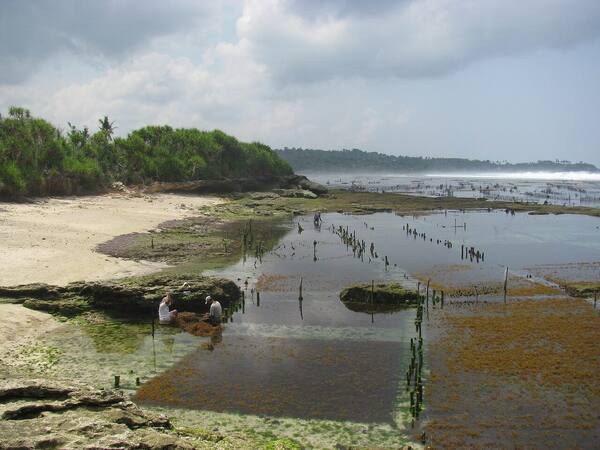 Kebun Rumput Laut Lembongan: Lihat Sendiri atau Ikut Tur?