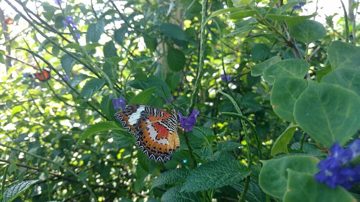 Kemenuh Butterfly Park or Bali Bird Park? Pick by Time and Budget