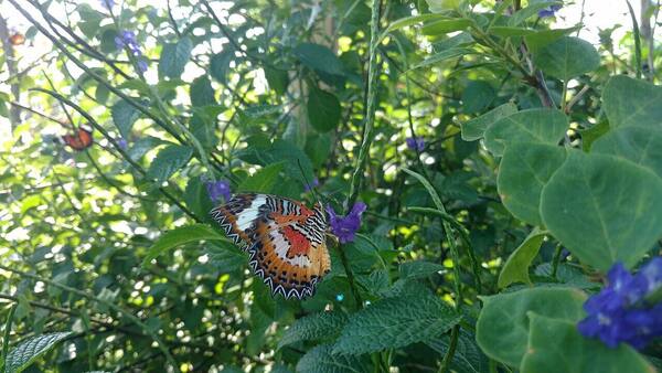 Kemenuh Butterfly Park or Bali Bird Park? Pick by Time and Budget