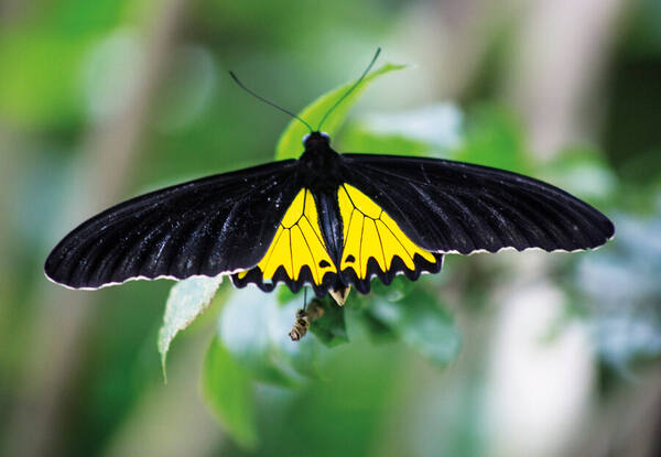 Kemenuh Butterfly Park atau Bali Bird Park? Pilih Sesuai Waktu