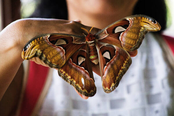 Kemenuh Butterfly Park atau Bali Bird Park? Pilih Sesuai Waktu