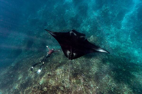 Kursus Menyelam dan Sertifikasi Open Water di Bali 2026: Lokasi, Biaya, Pusat Selam