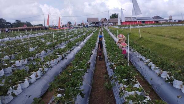 La Fresa Kintamani: Japanese Strawberry Picking, Worth the Price?