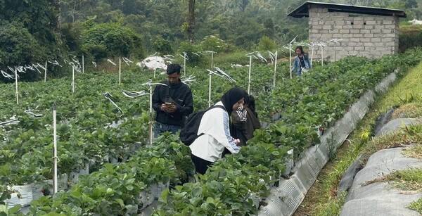 La Fresa Kintamani: Petik Stroberi Jepang, Sepadan dengan Harganya?