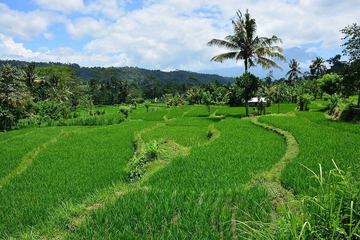 Sidemen Valley Karangasem: A Quiet Green Escape and Ubud Alternative