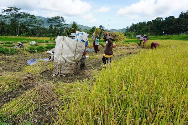 Lembah Sidemen Karangasem: Pelarian Hijau Tenang Alternatif Ubud