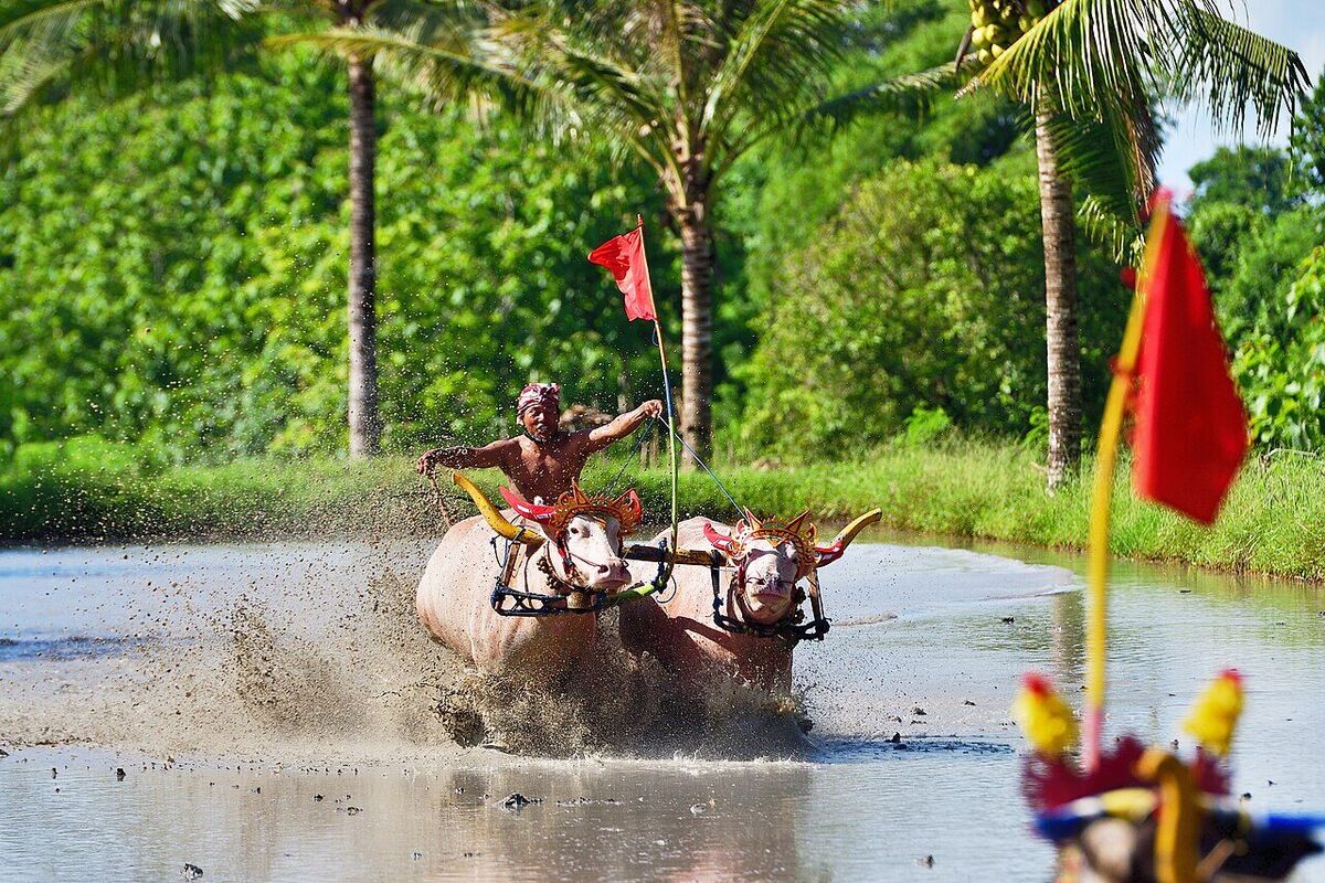 Makepung: Jembrana's Traditional Buffalo Races