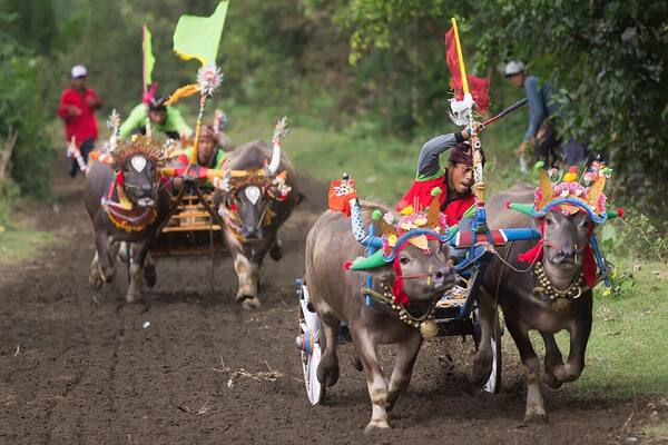 Makepung: Adu Cepat Kerbau Tradisional Khas Jembrana