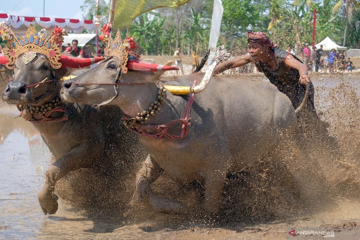 Makepung Lampit, 15 November 2026 in Kaliakah: A Race-Day Plan