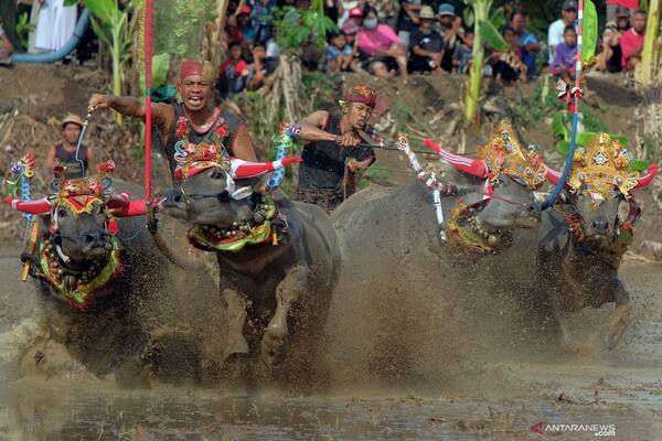 Makepung Lampit 15 November 2026 di Kaliakah: Rencana Hari-H