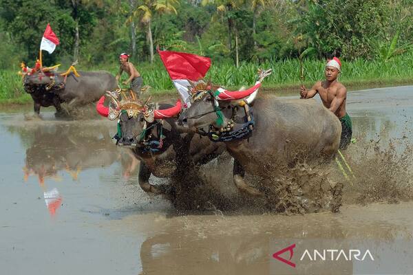 Makepung Lampit 15 November 2026 di Kaliakah: Rencana Hari-H