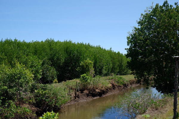 Mangrove Budeng Jembrana: Warung Kepiting, Tracking & Pasang Surut