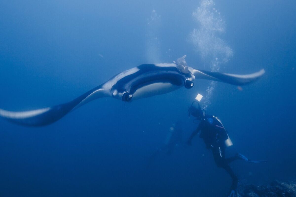 Manta Point Nusa Penida: Swim with Wild Manta Rays in Bali's Ocean
