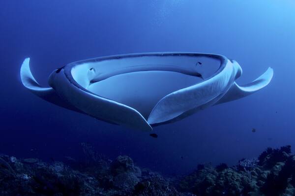 Manta Point Nusa Penida: Berenang Bareng Pari Manta Liar di Laut Bali