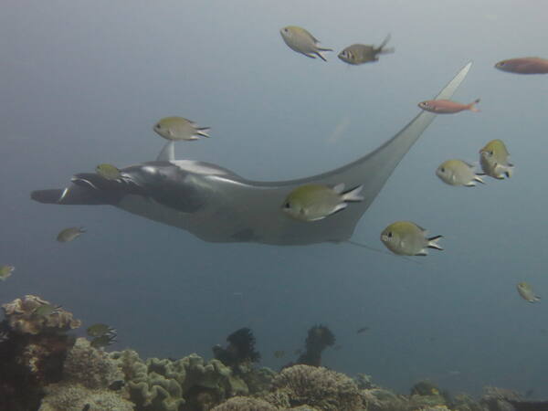 Manta Point Nusa Penida: Berenang Bareng Pari Manta Liar di Laut Bali