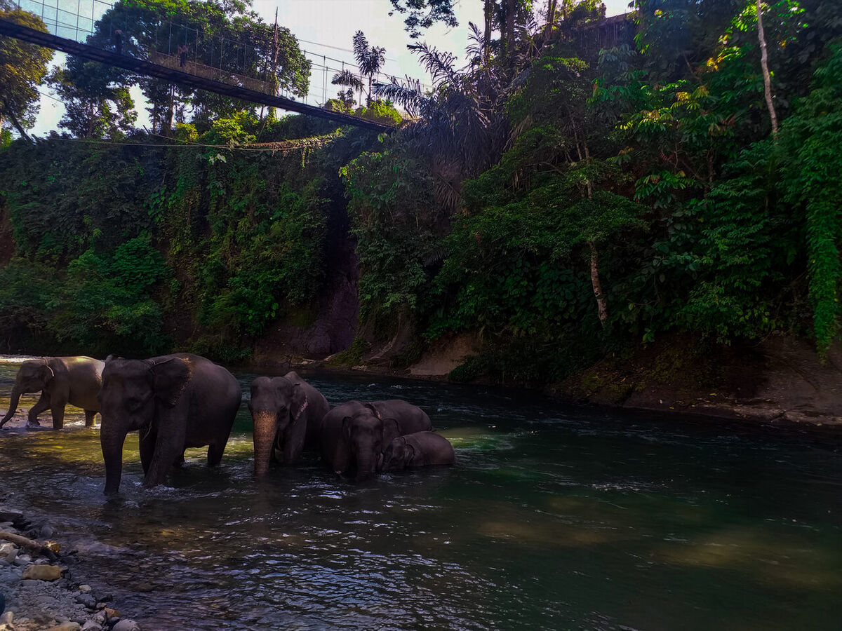 Mason Elephant Park & Lodge: Meet Sumatran Elephants in Taro