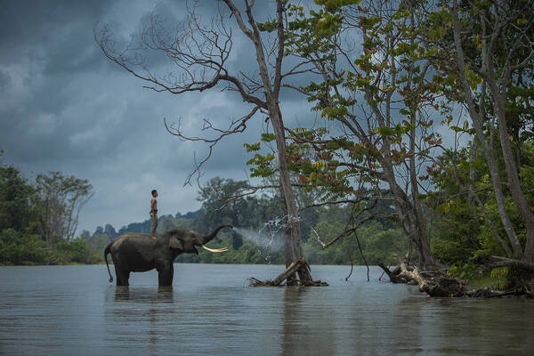 Mason Elephant Park & Lodge: Bertemu Gajah Sumatra di Taro