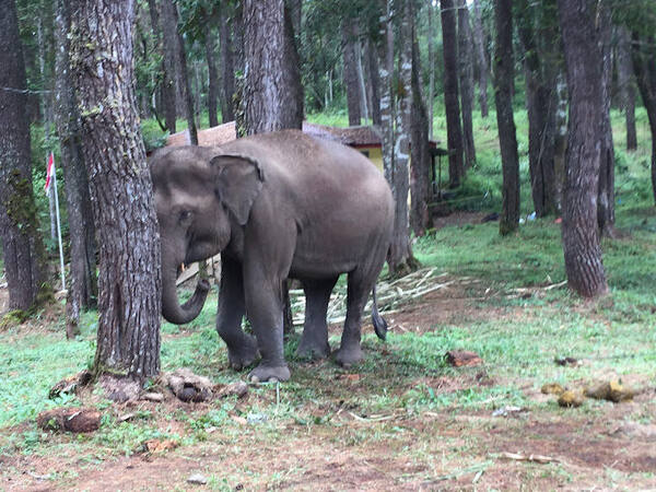 Mason Elephant Park & Lodge: Bertemu Gajah Sumatra di Taro