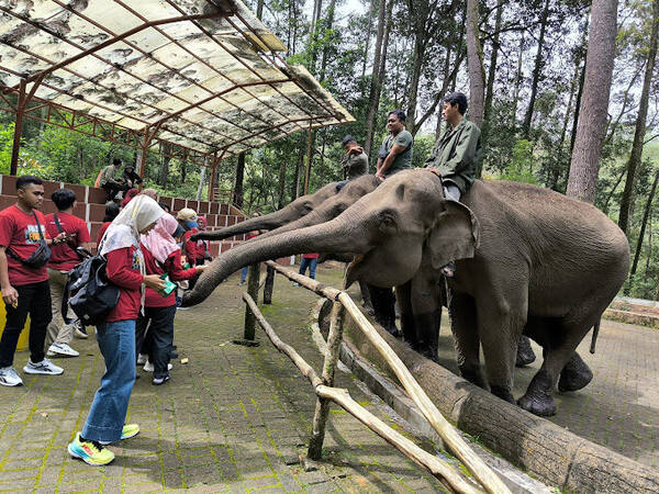 Mason Elephant Park & Lodge: Bertemu Gajah Sumatra di Taro