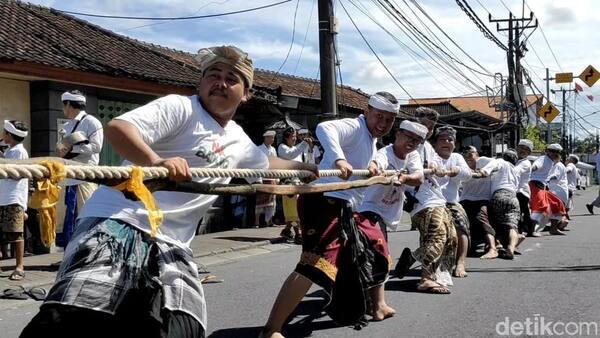 Mbed-Mbedan Semate 2026: Tarik-Menarik Bun Kalot Sehari Setelah Nyepi di Mengwi