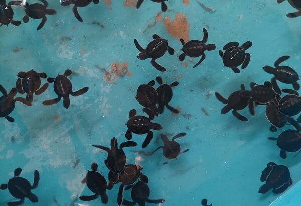 Melepas Tukik di Reef Seen Pemuteran, Buleleng