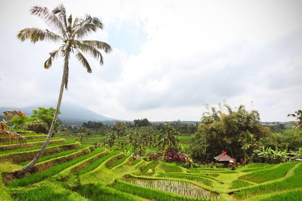 Menginap di Ubud, Sidemen, atau Munduk? Panduan Memilih Basecamp Alam di Bali 2026