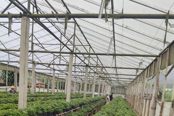 Moondy Strawberry Pancasari: Pick Your Own for Rp70,000 a Kilo
