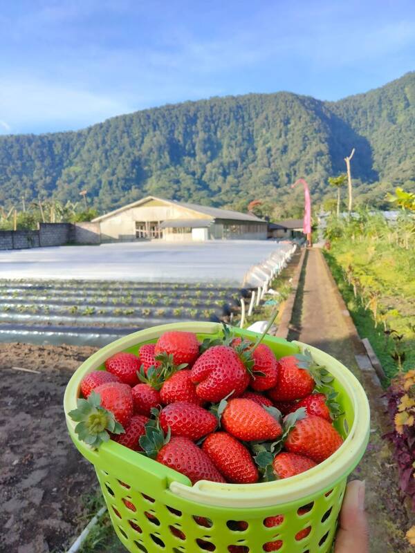 Moondy Strawberry Pancasari: Petik Stroberi Rp70 Ribu per Kilo