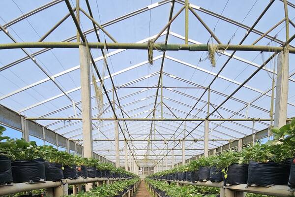 Moondy Strawberry Pancasari: Petik Stroberi Rp70 Ribu per Kilo