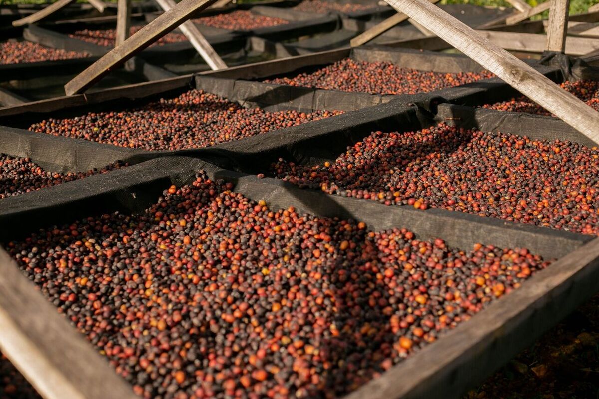 Bali Agrotourismus 2026: Kaffee, Kakao & Vanille – echte Farmen, Preise, Luwak-Ethik